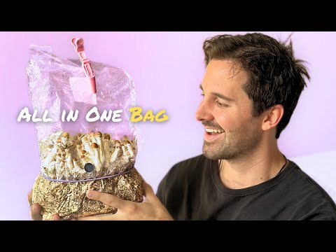 Make Your Own Mushroom Kit at Home (Easy All-in-One Bag)