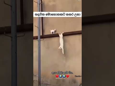 🥹🥹❤️ #viral #trending #youtubeshorts #shortsfeed #shorts #short #shortvideo #viralvideos #funny