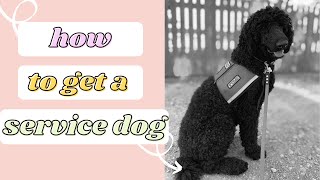 HOW TO GET A SERVICE DOG || the truth about the process