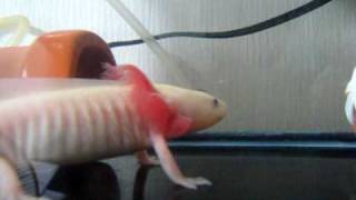 I know everyone's seen them at this point, but this one is extra cute.