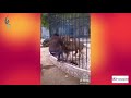 Urgent: Un lion en cage attaque un de ses dresseurs dans le parc de Hann à Dakar