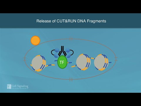 How CUT&RUN Profiles Chromatin | Cell Signaling Technology