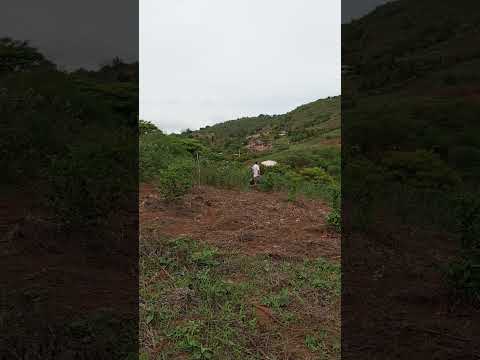 um pouquinho da minha região pombos Pernambuco  #sitio #vidanaroça #plantas #naturezasurpreendente