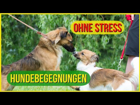 Entspannte Hundebegegnung, so geht's!