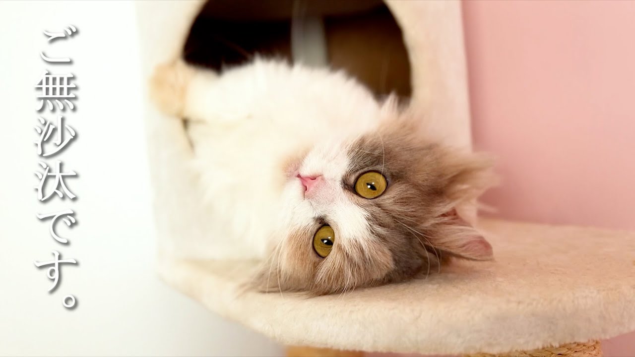 ご無沙汰しております。生きておりますな件 ～猫のいる生活Vol.1084～出産動画 マンチカン短足・ミヌエット・ペルシャ猫専門ブリーダー『ペット蔵人』【子猫の成長記録】