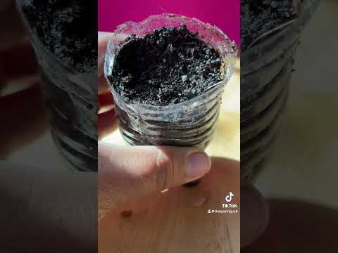 Olive tree from seed short version