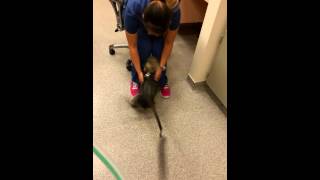 Hugo arrives for work