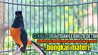Download lagu PANCINGAN murai batu GACOR FIGHTER melatih emosi bongkar materi, Jadikan burung auto respon cepat mp3