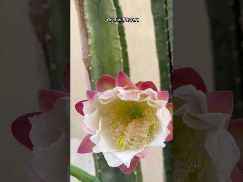 Cactus Flowers | My backyard