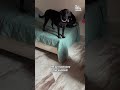 Un chien casse la poignée de la porte en s'élançant dans la pièce