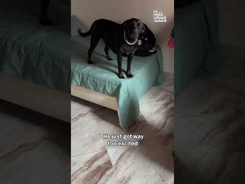 Un chien casse la poignée de la porte en s'élançant dans la pièce