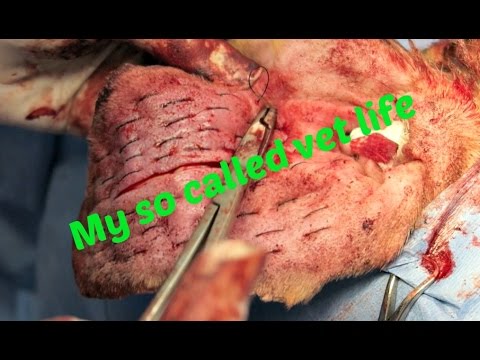 download lagu mp3 mp4 DIET AURALS, download mp3 DIET AURALS free download mp3, download mp3 DIET AURALS