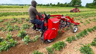 All Hands On Deck! 3 Tractors Hill Dahlias & Cultivate Flower Beds