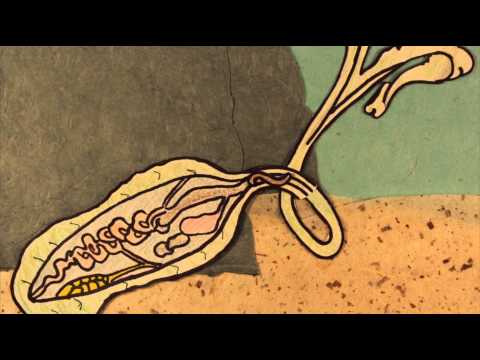Animated Short: The Green Spoonworm