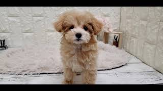 ハーフ犬の動画01