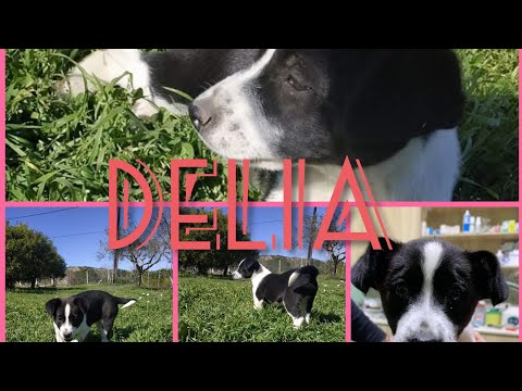 Delia wish for a home /straypawsofpyrgos