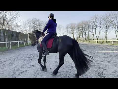 Stal Okkema's Cornelis - Fonger x Stendert - stallion - 1.65m - 2016