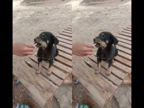 Lollypop lover 😍 cute puppy eating lollypop😋 Dogs barking sound #cute-puppies🐶#shorts#barking-sound