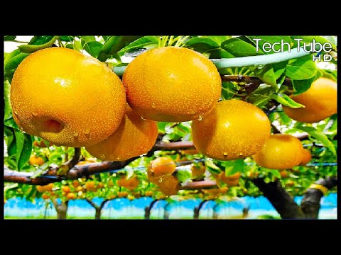 Modern Pear Farming And Harvesting | Next Level Agriculture Technology
