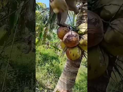 認真摘椰子的猴子，這智商再進化就要上班了#動物世界 #老鐵知識百科 #青春狂歡節 #猴子