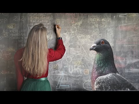 Tauben sind intelligenter als Menschen