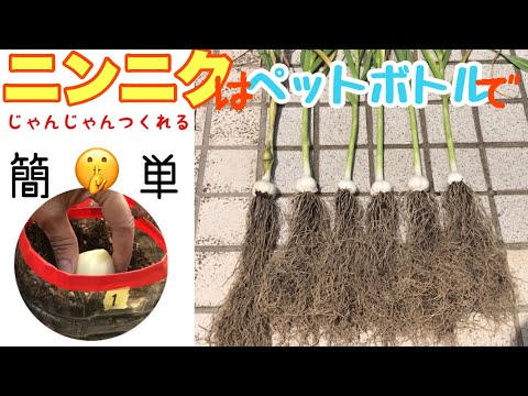ペットボトルでニンニクを自宅で手早く栽培する方法のチュートリアル