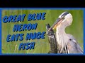 Great Blue Heron Eats Huge Fish ACTUAL FOOTAGE Of Stabbing And Swallowing Whole Katy Prairie