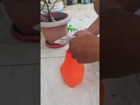 Rose plants care in February to get maximum buds & flowers #rose #flowers #gardening