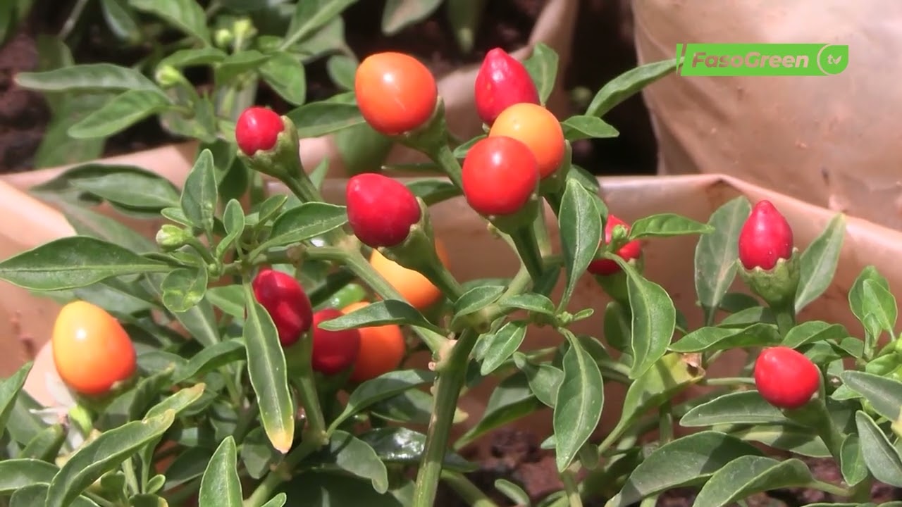 Culture hors-sol : Thomas KOANDA transforme le domicile familial en jardin productif