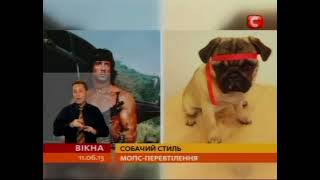 Вікна-Новини СТБ: Мопс прославився в інтернеті (11.06.2013)