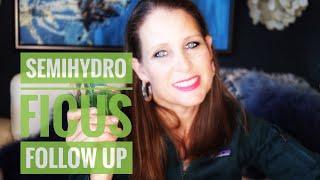 #semihydroponics FOLLOW UP | FICUS AUDREY FOUR DAYS AFTER CONVERSION | WHAT TO LOOK FOR...