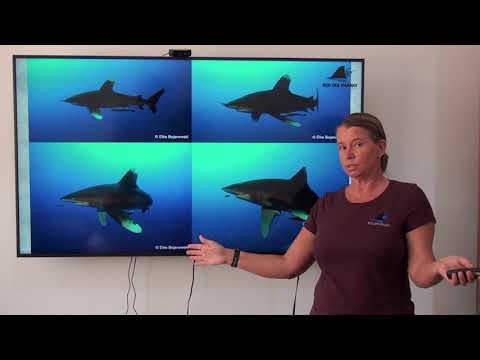 Part 2: Oceanic Biology and Behavior