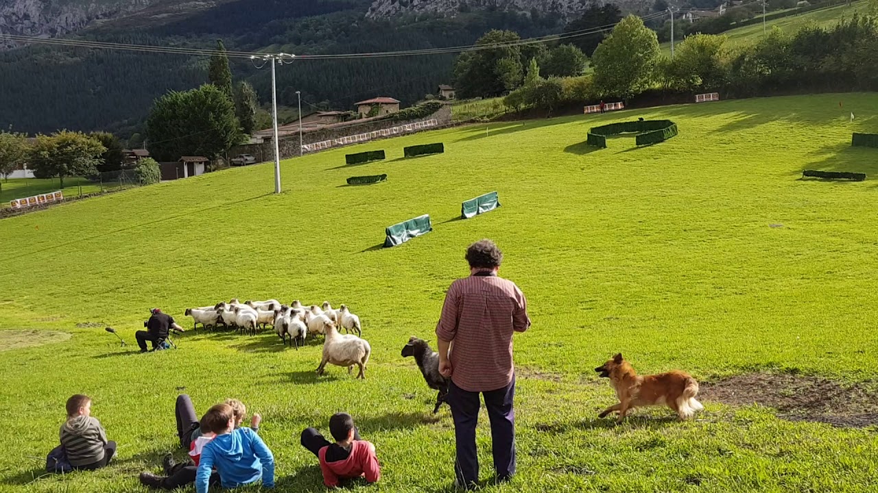 Concurso de perros pastor de Euskal Herria.