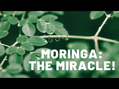 Moringa: Miraculous plant brings numerous health benefits