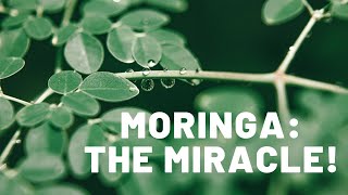 Moringa: Miraculous Plant Brings Numerous Health Benefits