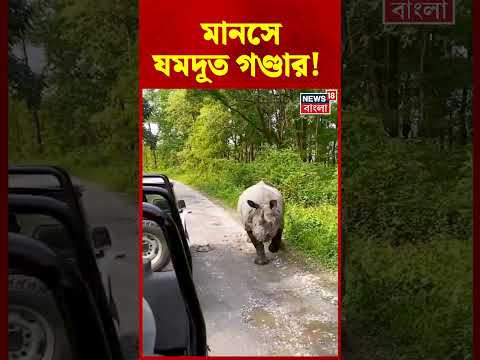মানসে যমদূত গণ্ডার! অল্পের জন্য রক্ষা পর্যটকদের | #shorts