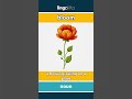 bloom (noun) - definition and usage in English