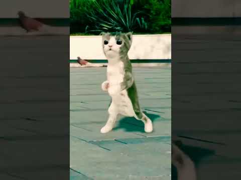 funny cat dance ayah susanti song #funny #cat #animal #dance #shorts