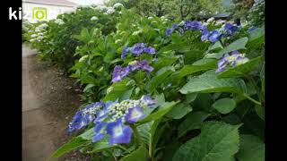 四国中央市土居町のアジサイ園堤家