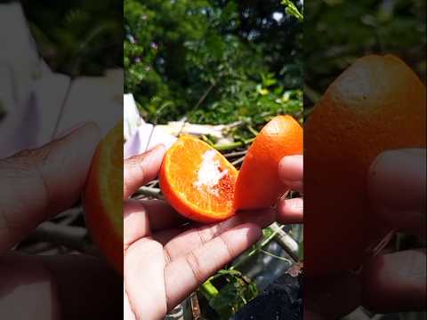 Spicy Orange Masala 😋 | #shorts​ #viral#fruit​ #orange​  #foodtalkindia