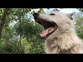 Beautiful Wolf, Powerful Howl