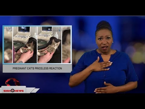 Pregnant cat’s priceless reaction (ASL - 5.25.18)