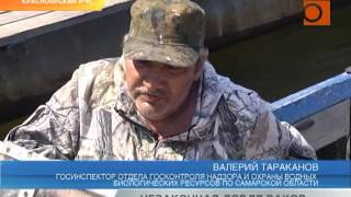 Сроки запрета рыбной ловли в самарской области