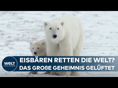 Video Thumbnail: EWIGE CHEMIKALIEN: Eisbären retten die Umwelt? Wird das große Geheimnis jetzt gelüftet?
