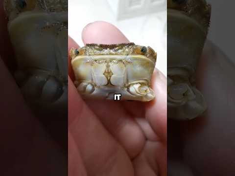 Incredible Miracle. #pets #miracle #crab #unbelievable #cute #shorts #love #shortvideo