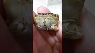 Download lagu Incredible Miracle. #pets #miracle #crab #unbelievable #cute #shorts #love #shortvideo mp3 Download lagu Incredible Miracle. #pets #miracle #crab #unbelievable #cute #shorts #love #shortvideo mp3