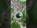 From Tiny Eggs to Hummingbird: A Journey of Growth