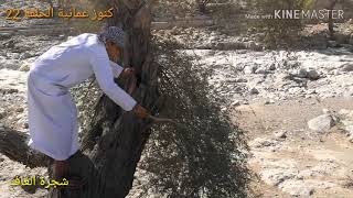 preview picture of video 'كنوز عمانية الحلقة 22 شجرة الغاف'