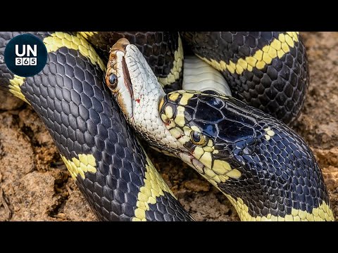 The Most Terrifying Snake Attacks Ever Recorded On Earth | Animal Fights