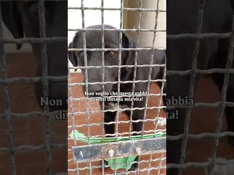 Regalo Paco meraviglioso giovanotto cerca casa 